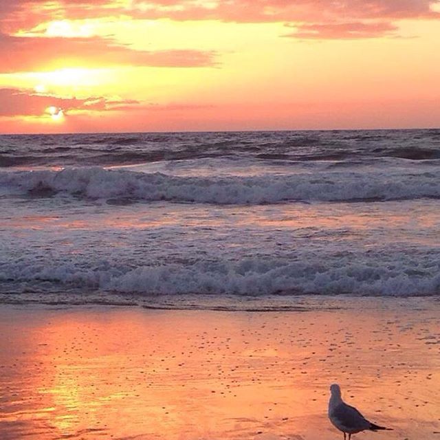 13734396_499160263615327_1539676553_n